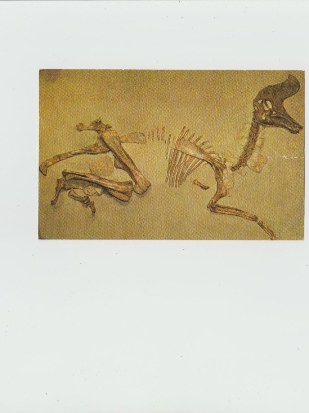 Provincial Museum And Archives Of Alberta It Is A Lambeosaurus  Postcard